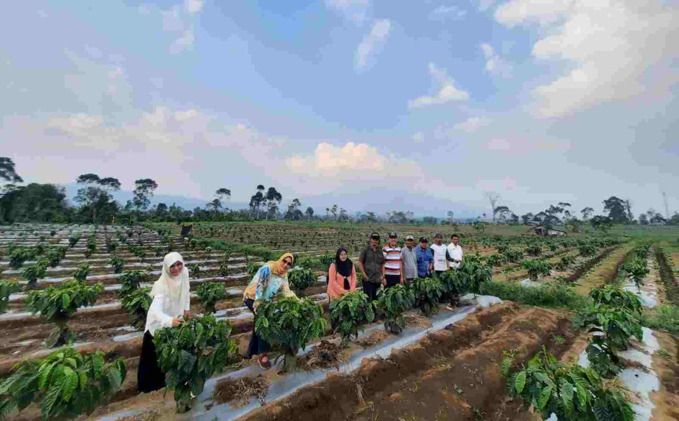 Pemprov Lampung Dukung Petani Kopi Terapkan Sistem Pagar