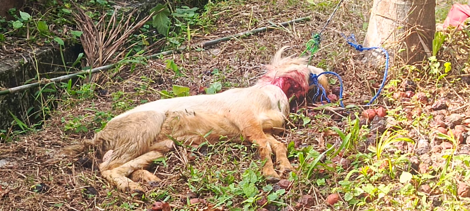 Warga Kecewa, PT. Sugar Group Company Berikan Hewan Kurban Kecil ke Pemkab Tulang Bawang