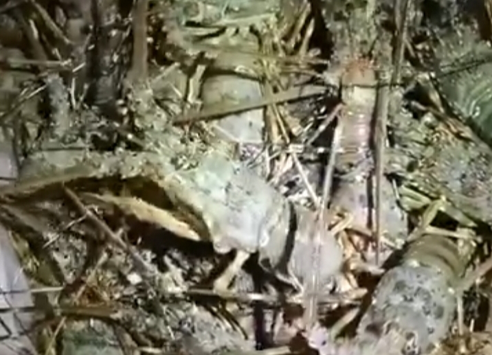 Lobster Under Size 150 Gr Bebas Di Perjual Belikan