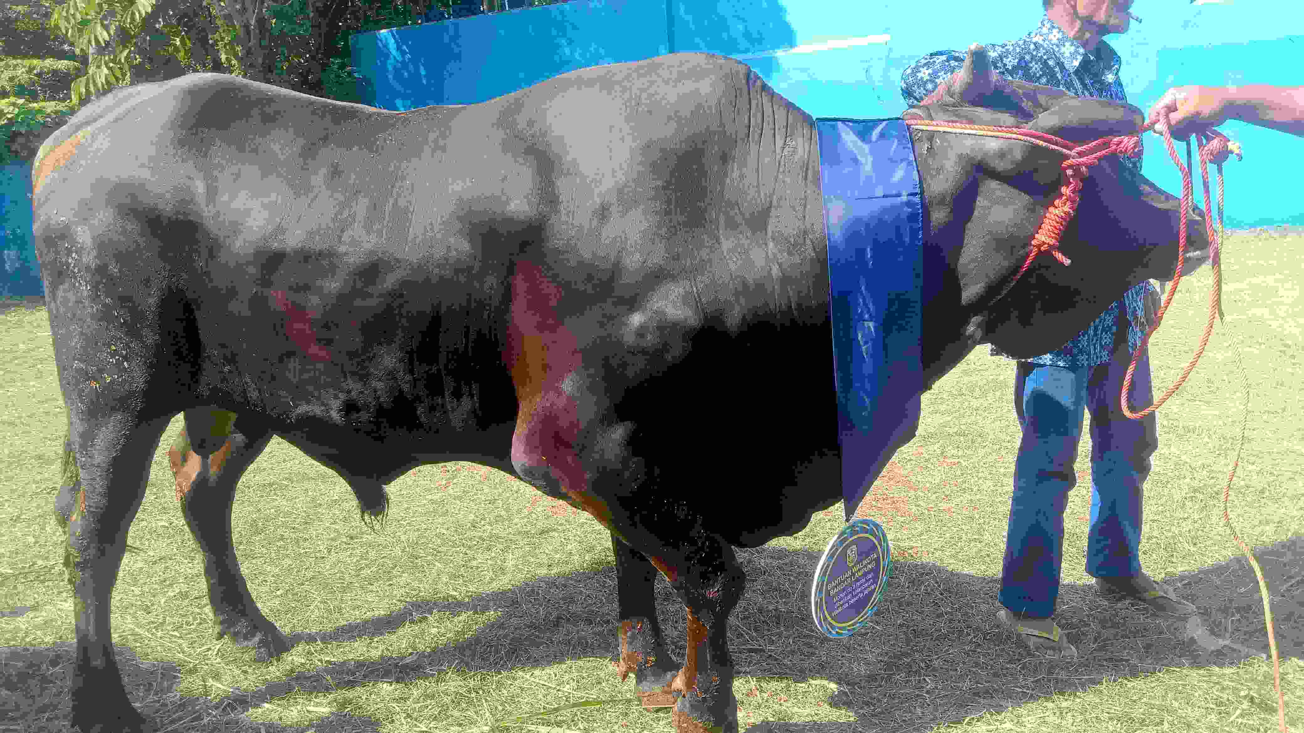 Wali Kota Eva Dwiana Salurkan 93 Hewan Kurban untuk Masyarakat Bandar Lampung