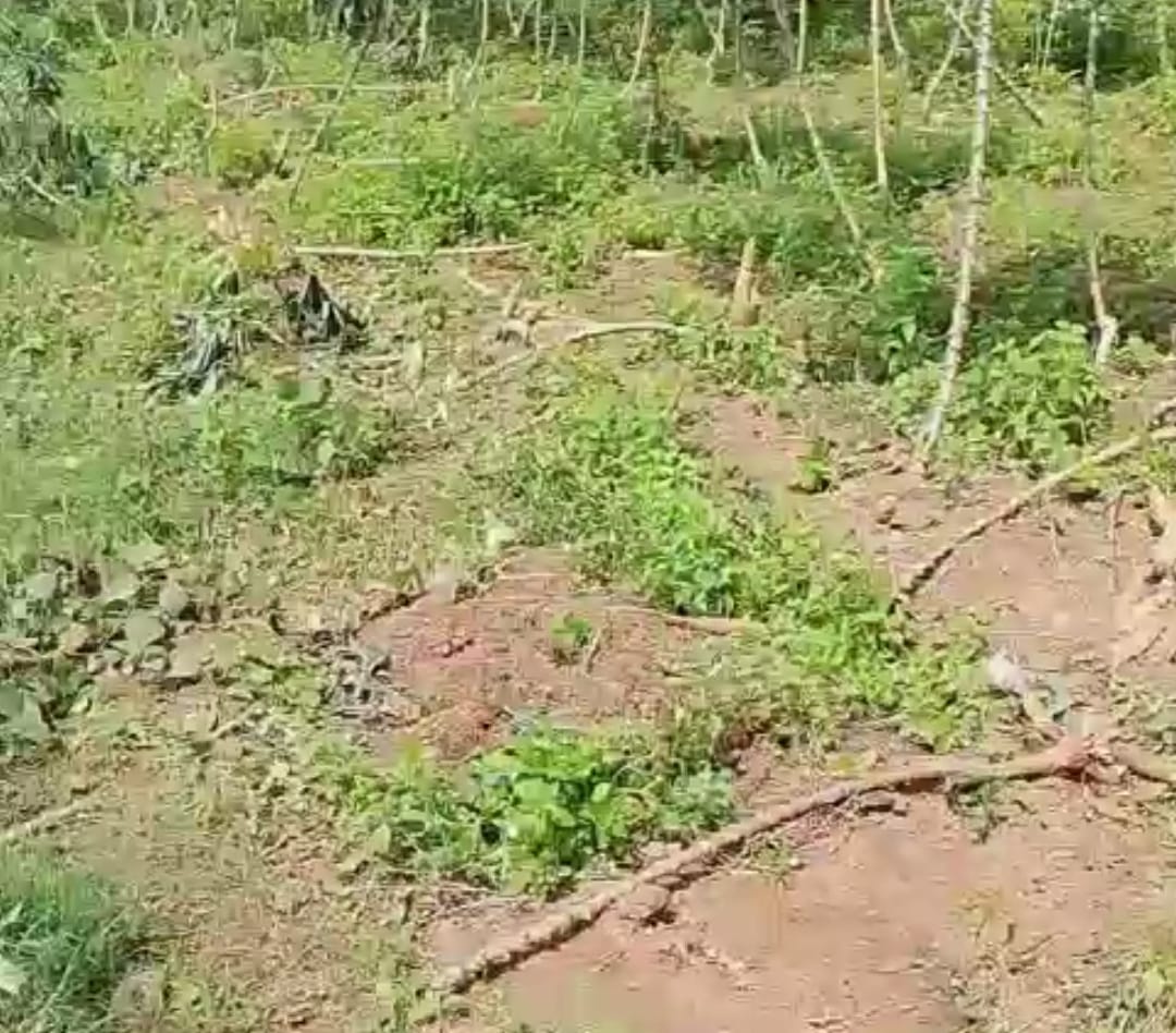 Gajah Masuk Kebun, PPWI Desak DPRD Lampung Timur Cari Solusi