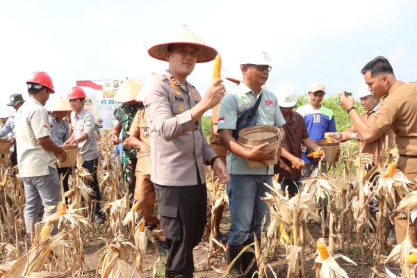 Panen Perdana Jagung, Polres Banyuasin dan PT SLJ Komitmen Dukung Ketahanan Pangan Nasional