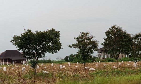 Uang Sewa Lahan Kota Baru Mengendap