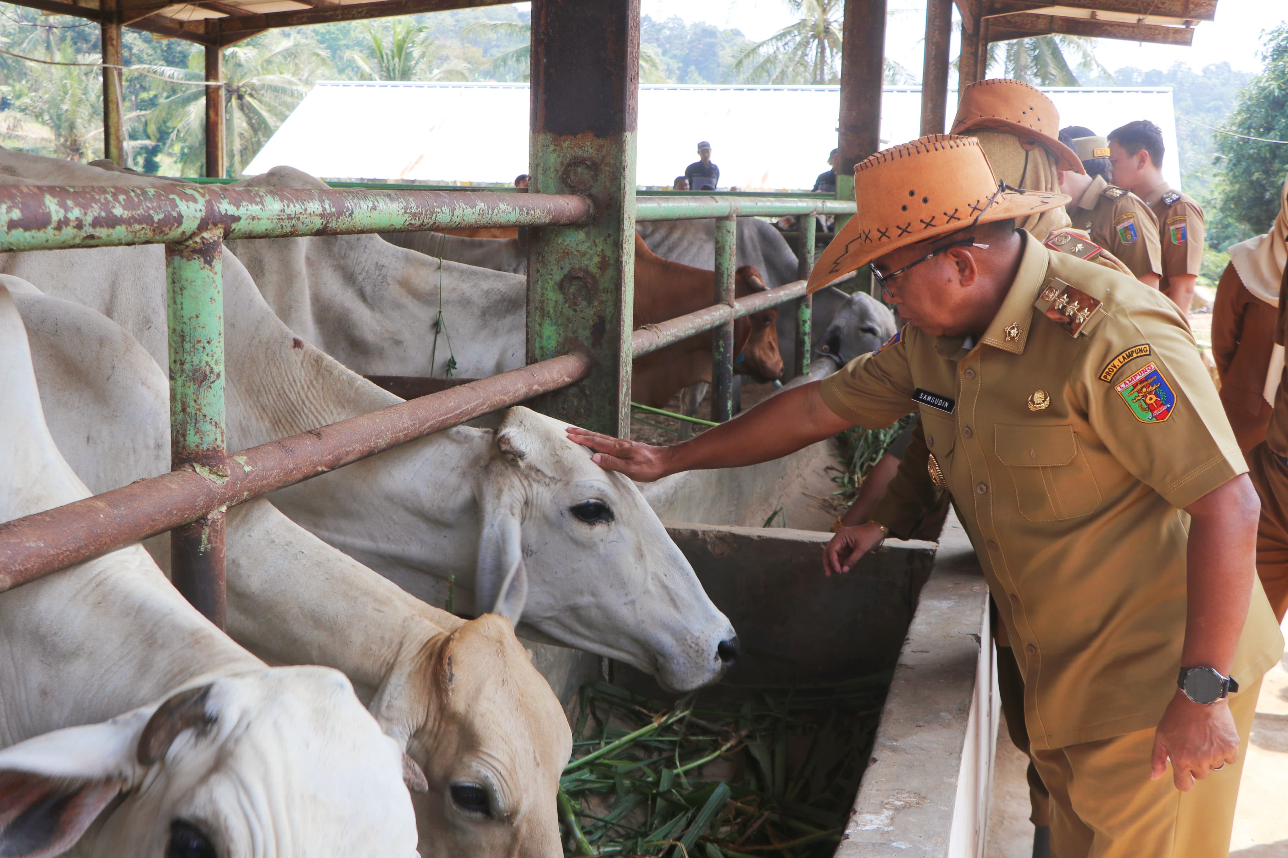 Samsudin Dorong Inovasi di UPTD Pembibitan Sapi Lampung