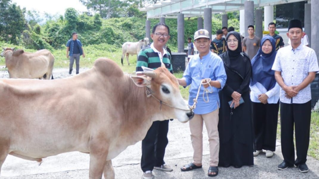 Agus Istiqlal Salurkan 20 Ekor Sapi Qurban untuk Masyarakat Pesisir Barat