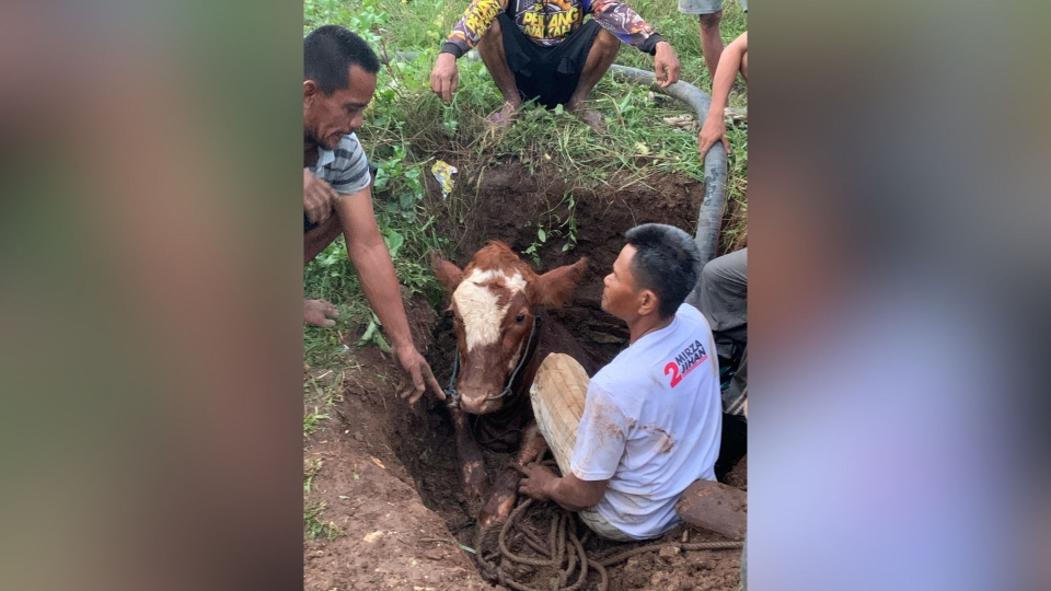 Aksi Heroik Damkar Selamatkan Sapi Tercebur Sumur di Lampung Selatan