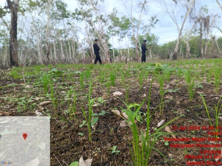 Konflik Lahan PTPN Way Berulu Harus Dihentikan