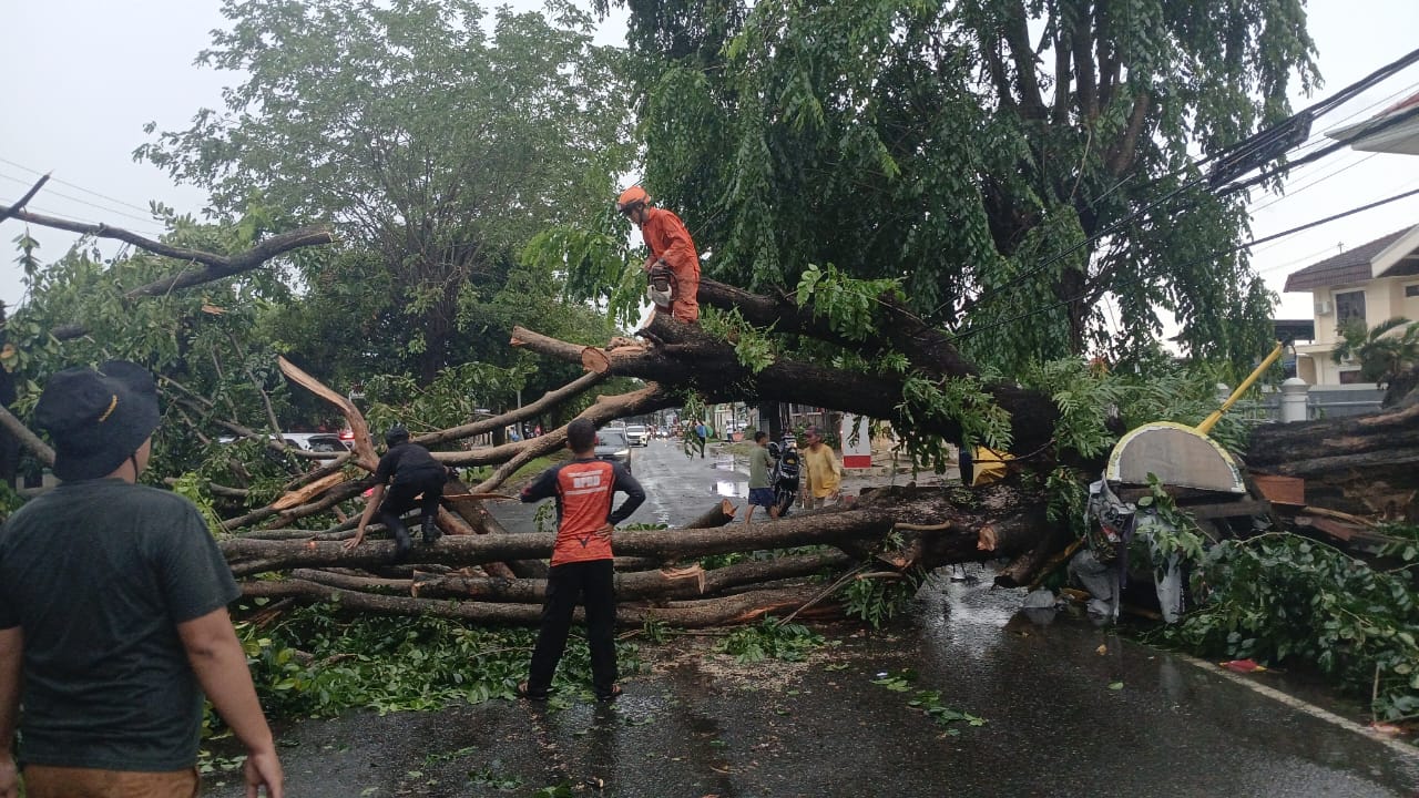 30 Menit Jalan Normal: Aksi Sigap TRC Atasi Pohon Tumbang di Bandar Lampung