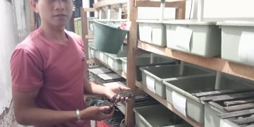 Modal YouTube, Pemuda Dringu Probolinggo Raup Cuan dari Budidaya Kepiting Cangkang Lunak