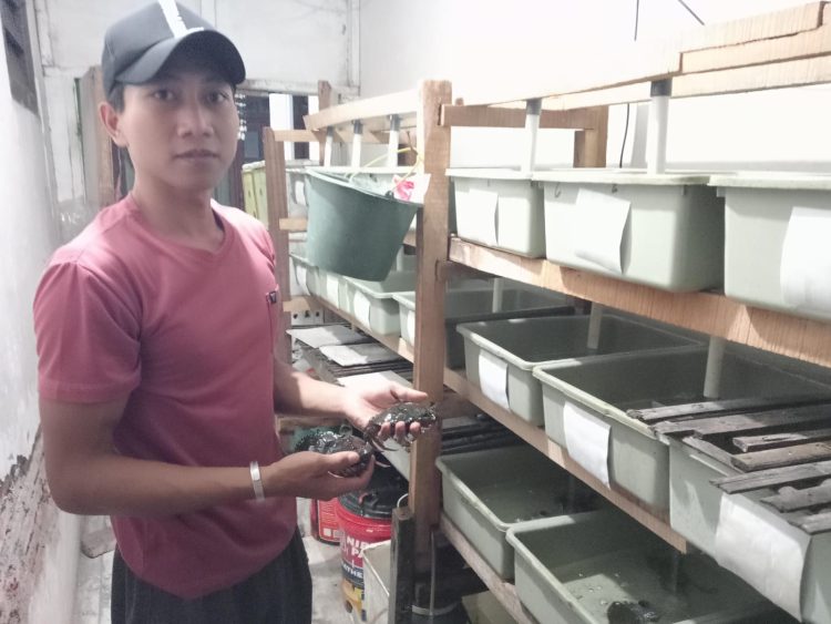 Modal YouTube, Pemuda Dringu Probolinggo Raup Cuan dari Budidaya Kepiting Cangkang Lunak