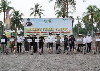 Aksi Nyata! Bupati Egi dan Kajati Tanam Jagung Bareng, Demi Ketahanan Pangan & Kesejahteraan Petani