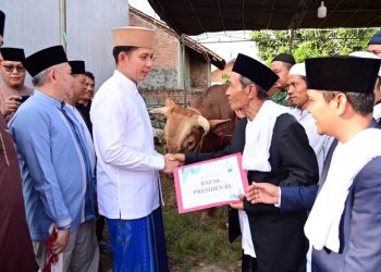 Bupati Egi Salurkan Sapi Kurban Presiden Prabowo di Lampung Selatan