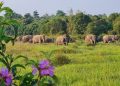 Balai TN Way Kambas Dorong Solusi Menyeluruh Tangani Konflik Manusia dan Gajah