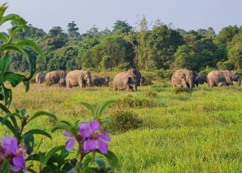 Balai TN Way Kambas Dorong Solusi Menyeluruh Tangani Konflik Manusia dan Gajah