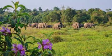 Balai TN Way Kambas Dorong Solusi Menyeluruh Tangani Konflik Manusia dan Gajah