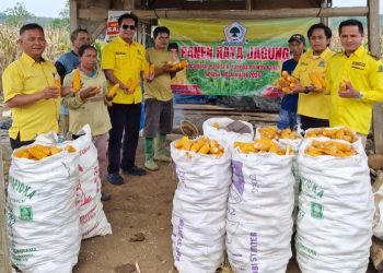 Darlian Pone Hadiri Panen Raya Jagung, Golkar Way Kanan Dorong Ketahanan Pangan