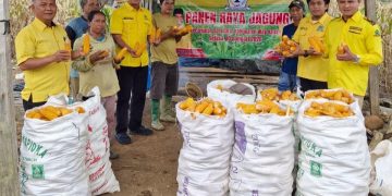 Darlian Pone Hadiri Panen Raya Jagung, Golkar Way Kanan Dorong Ketahanan Pangan