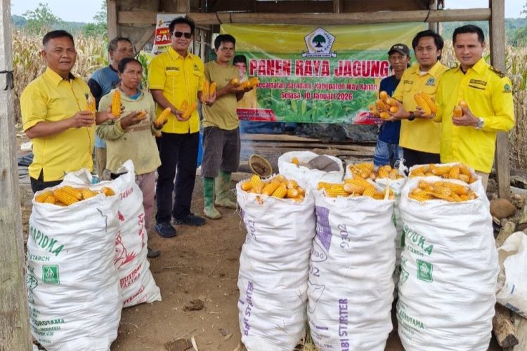 Darlian Pone Hadiri Panen Raya Jagung, Golkar Way Kanan Dorong Ketahanan Pangan