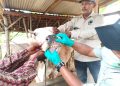 Antisipasi PMK, Lampung Fokus Vaksinasi dan KIE demi Keamanan Ternak Kurban