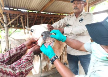 Antisipasi PMK, Lampung Fokus Vaksinasi dan KIE demi Keamanan Ternak Kurban