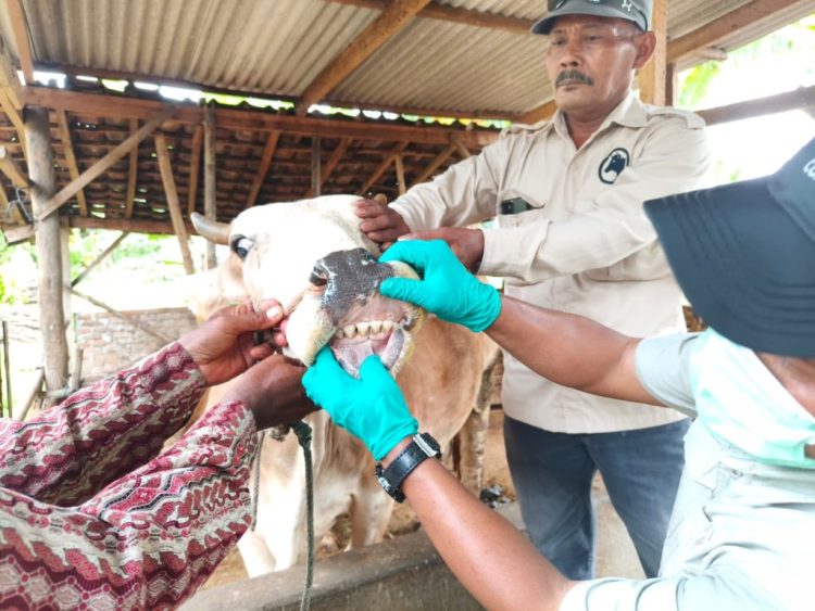 Antisipasi PMK, Lampung Fokus Vaksinasi dan KIE demi Keamanan Ternak Kurban