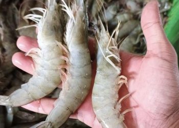 Kini Warga Bisa Nikmati Udang Vaname Segar dari Al Iman Mart, Cukup Pesan via WhatsApp