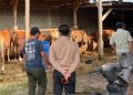 Survei Kedua Digelar, Panitia Qurban Masjid Al Iman Gedong Meneng Pastikan Kualitas Hewan Terbaik