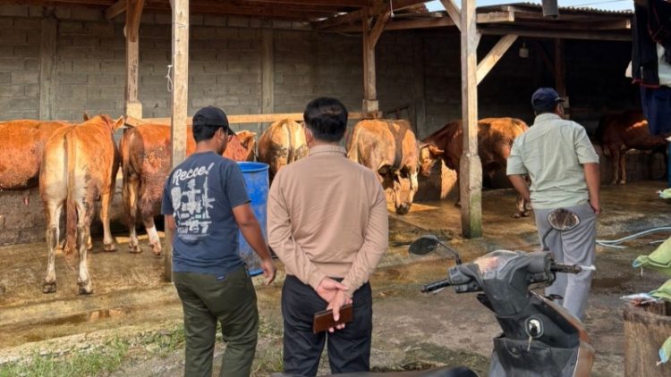 Survei Kedua Digelar, Panitia Qurban Masjid Al Iman Gedong Meneng Pastikan Kualitas Hewan Terbaik