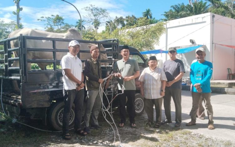 Pemkab Pesisir Barat Sembelih Hewan Kurban Idul Adha, Fokus Distribusi untuk Masyarakat