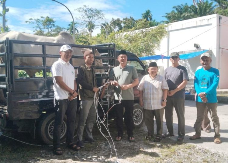 Pemkab Pesisir Barat Sembelih Hewan Kurban Idul Adha, Fokus Distribusi untuk Masyarakat