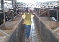 Pedagang Sapi di Palembang Utamakan Kualitas dan Kejujuran Jelang Idul Adha
