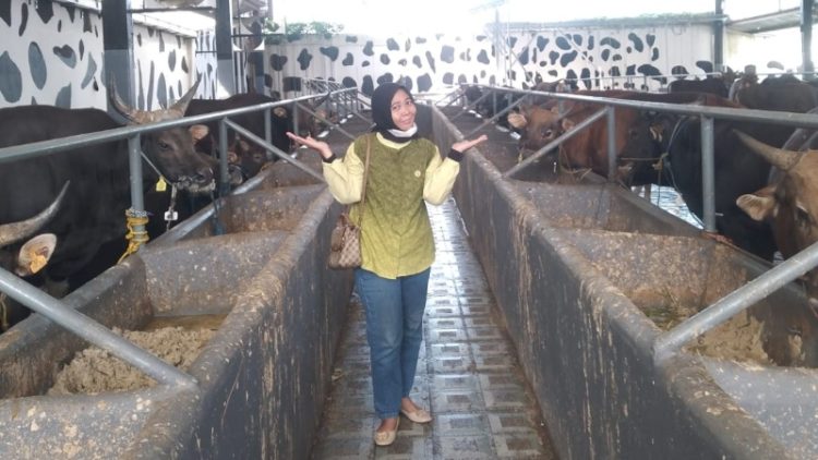Pedagang Sapi di Palembang Utamakan Kualitas dan Kejujuran Jelang Idul Adha