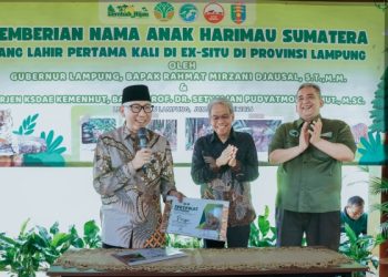 Gubernur Mirza Ajak Masyarakat Jaga Satwa Liar Usai Kelahiran Anak Harimau Sumatera