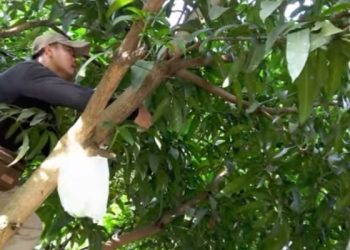 Dukung Ketahanan Pangan, SMKN 2 Palembang Optimalkan Lahan Produktif Sekolah