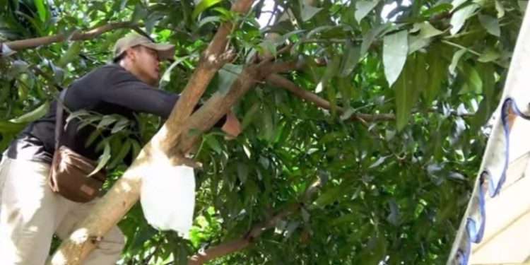Dukung Ketahanan Pangan, SMKN 2 Palembang Optimalkan Lahan Produktif Sekolah