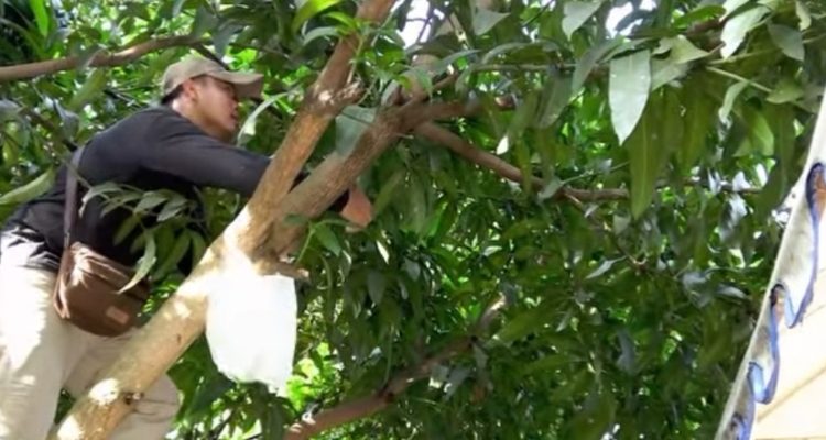 Dukung Ketahanan Pangan, SMKN 2 Palembang Optimalkan Lahan Produktif Sekolah