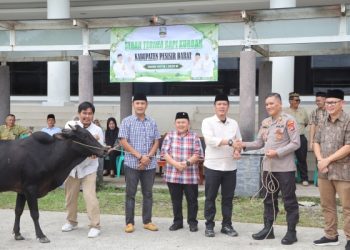 Bentuk Kepedulian kepada Masyarakat, Pemkab Pesibar Bagikan Hewan Qurban