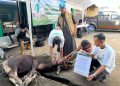 Perkuat Solidaritas Sosial, BAZNAS Sumsel Sembelih Enam Hewan Kurban pada Idul Adha 1447 H