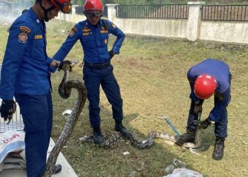 Damkarmat Bandar Lampung Evakuasi Tiga Ular Sanca di Kantor UPTD BPKKLP