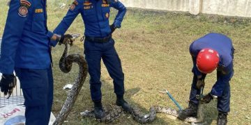 Damkarmat Bandar Lampung Evakuasi Tiga Ular Sanca di Kantor UPTD BPKKLP