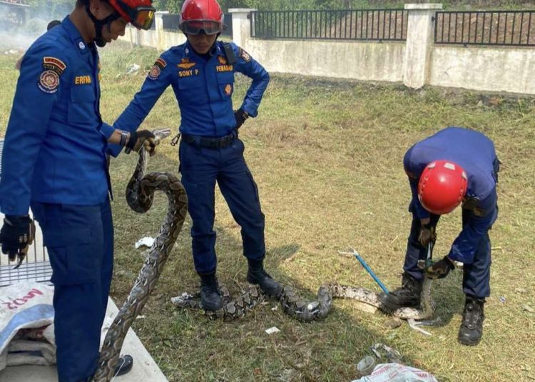 Damkarmat Bandar Lampung Evakuasi Tiga Ular Sanca di Kantor UPTD BPKKLP