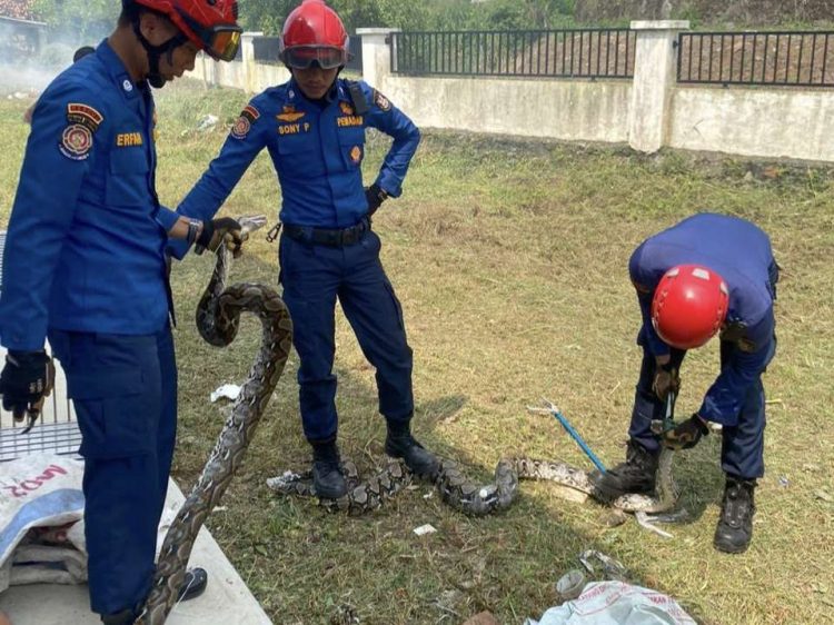 Damkarmat Bandar Lampung Evakuasi Tiga Ular Sanca di Kantor UPTD BPKKLP
