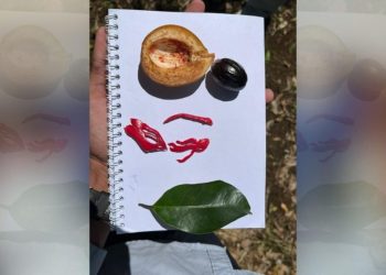 ITERA Dorong Pengembangan Pala sebagai Produk Unggulan Desa Way Kalam