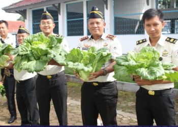 Sukseskan Program Kemandirian, Warga Binaan Lapas Kotaagung Panen Sawi di Lahan Pembinaan