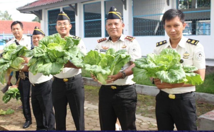 Sukseskan Program Kemandirian, Warga Binaan Lapas Kotaagung Panen Sawi di Lahan Pembinaan