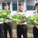 Sukseskan Program Kemandirian, Warga Binaan Lapas Kotaagung Panen Sawi di Lahan Pembinaan