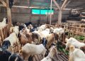 Penjualan Ternak Kurban Lampung Naik 40 Persen, Sapi Terjual Lebih dari 60 Ribu Ekor