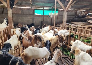 Penjualan Ternak Kurban Lampung Naik 40 Persen, Sapi Terjual Lebih dari 60 Ribu Ekor