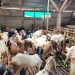 Penjualan Ternak Kurban Lampung Naik 40 Persen, Sapi Terjual Lebih dari 60 Ribu Ekor