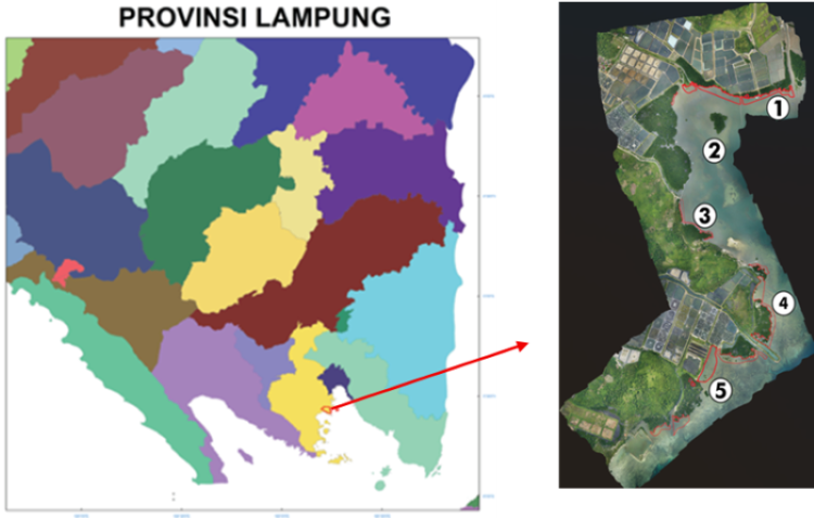 Kawasan Konservasi Mangrove Petengoran, Bukti Sinergi Masyarakat dan Kampus Menjaga Pesisir Lampung